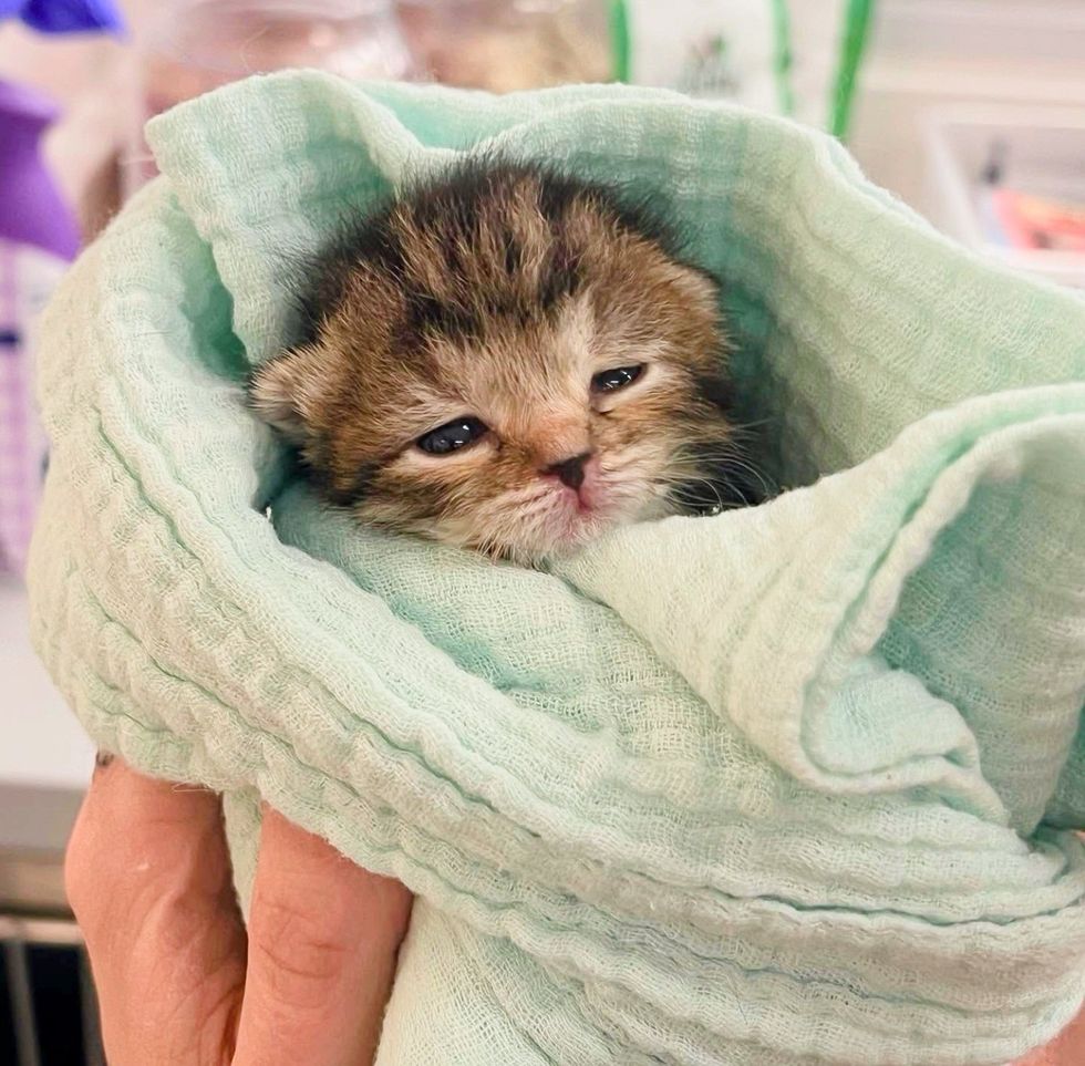 tabby kitten burrito