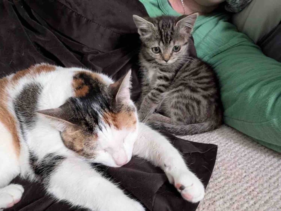 tabby kitten calico cat