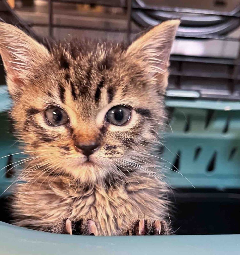 tabby kitten carrier
