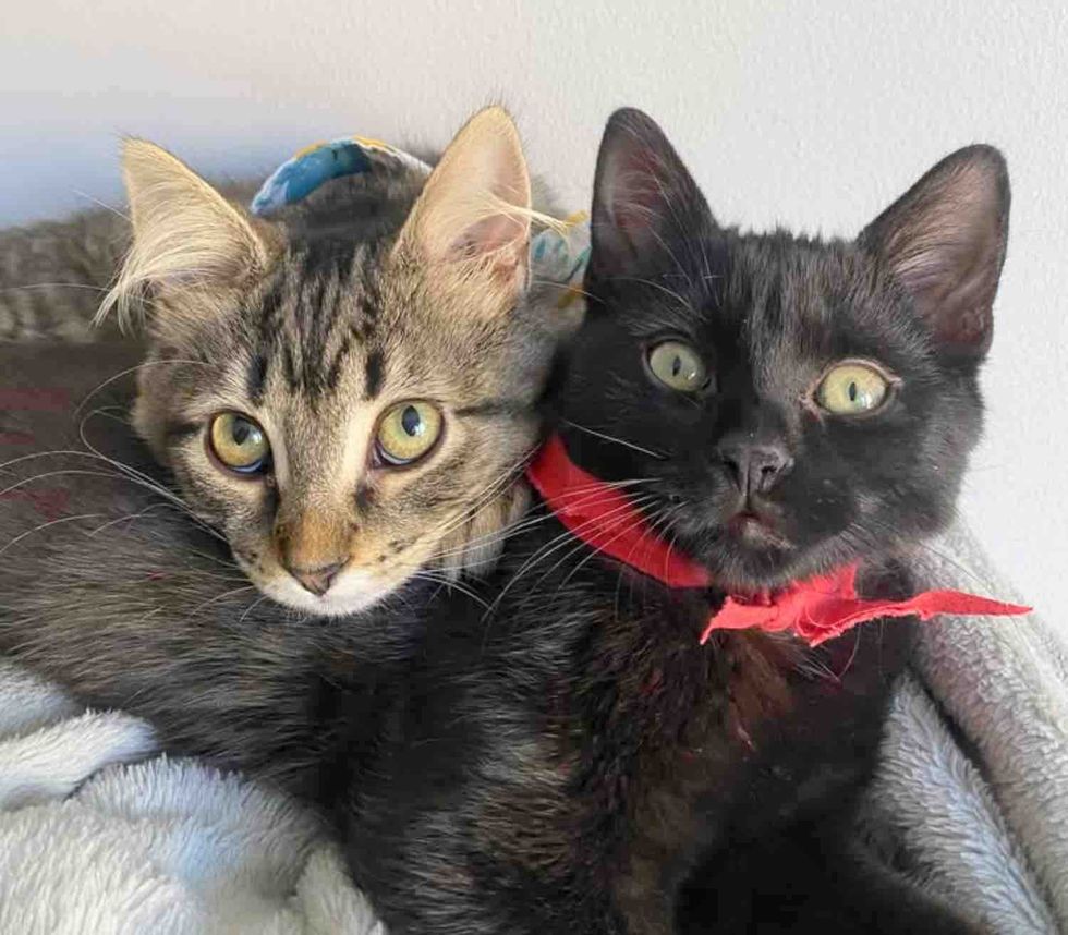 tabby kitten cat friends