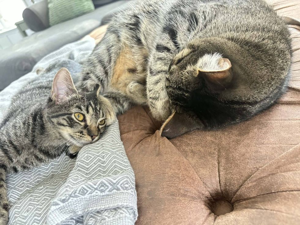 tabby kitten cat friends