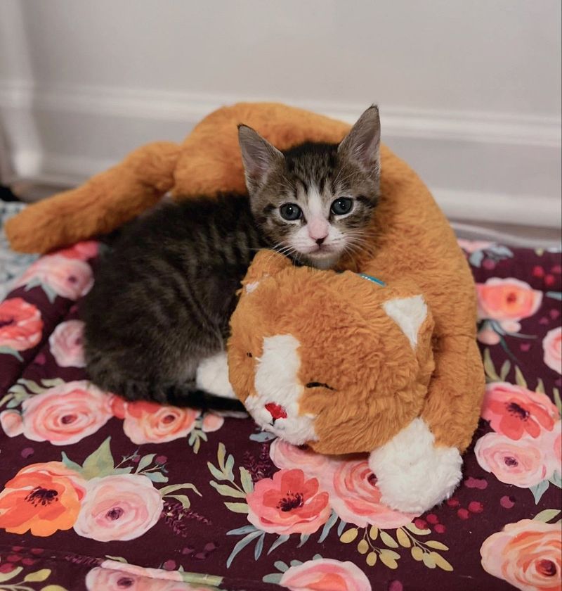 tabby kitten cat plush