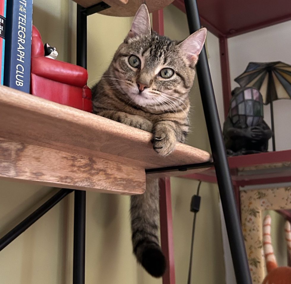 tabby kitten cat tail