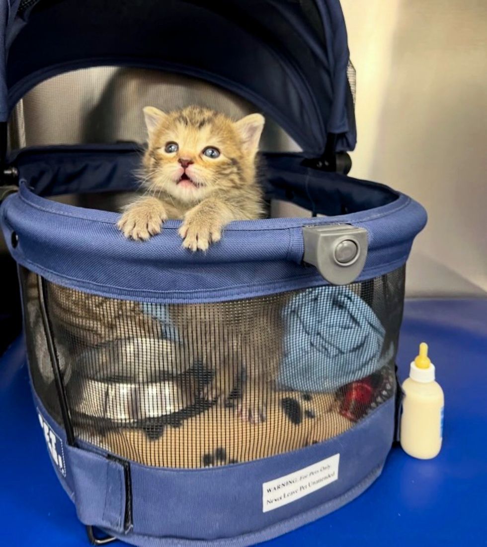 tabby kitten climbing carrier