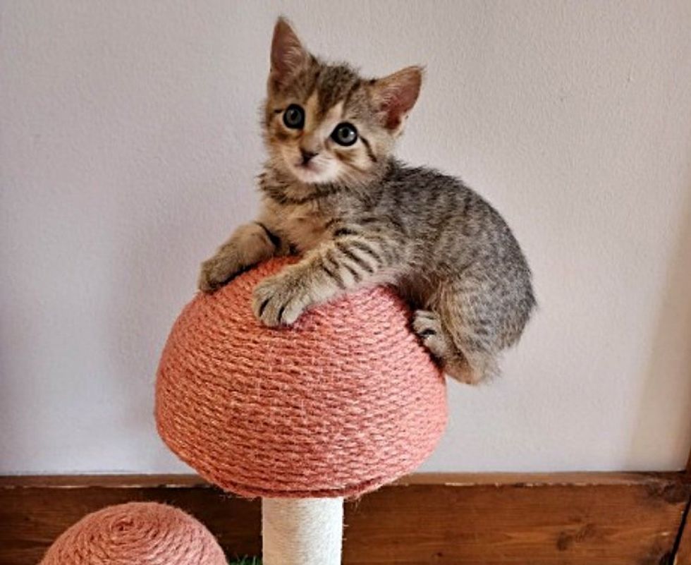 tabby kitten climbing playful