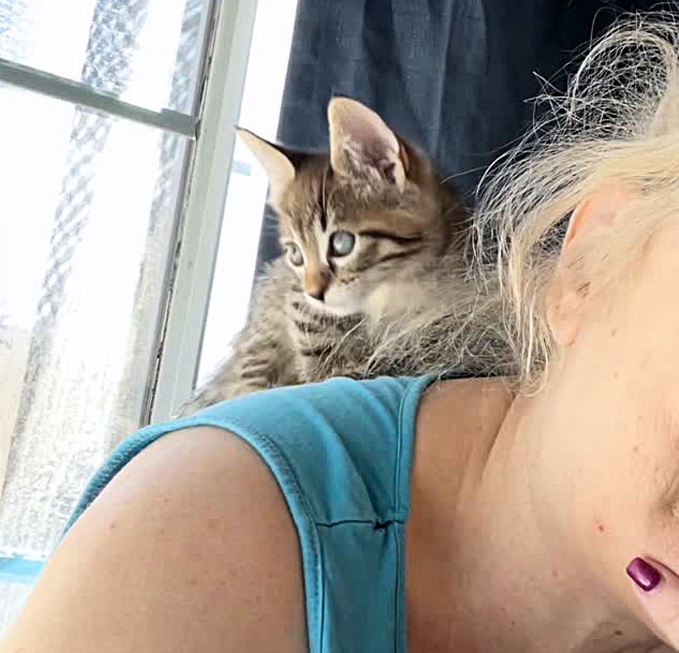 tabby kitten climbing shoulders