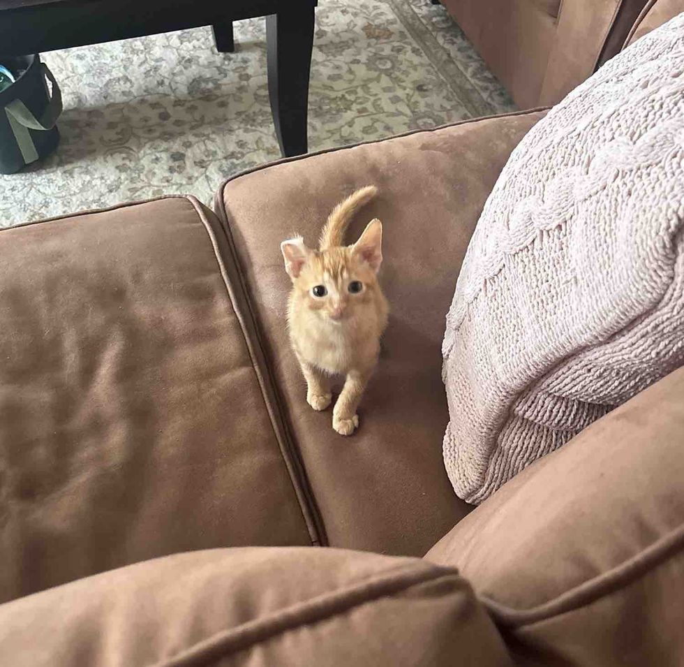 tabby kitten couch