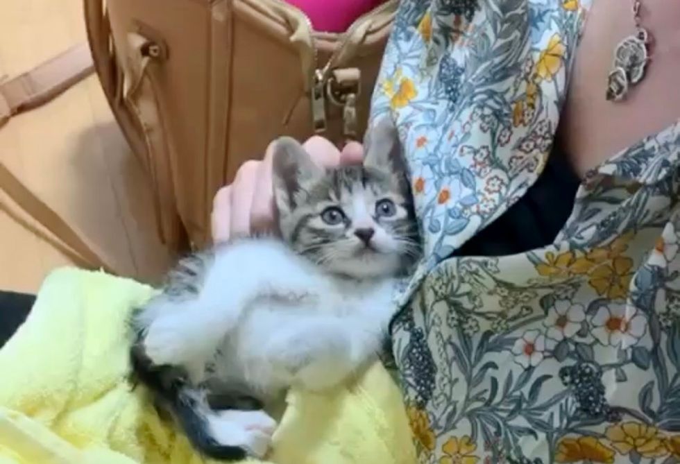 tabby kitten, cuddles