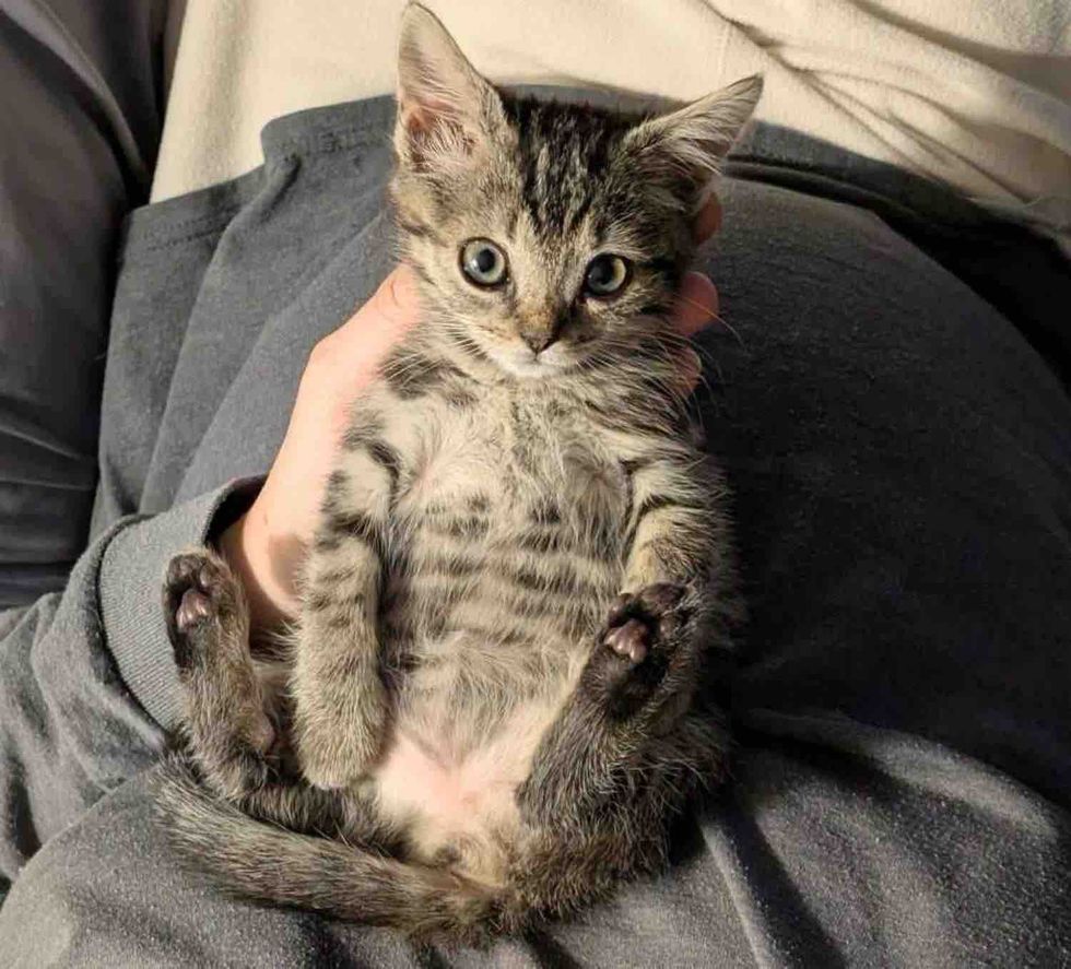 tabby kitten cuddles