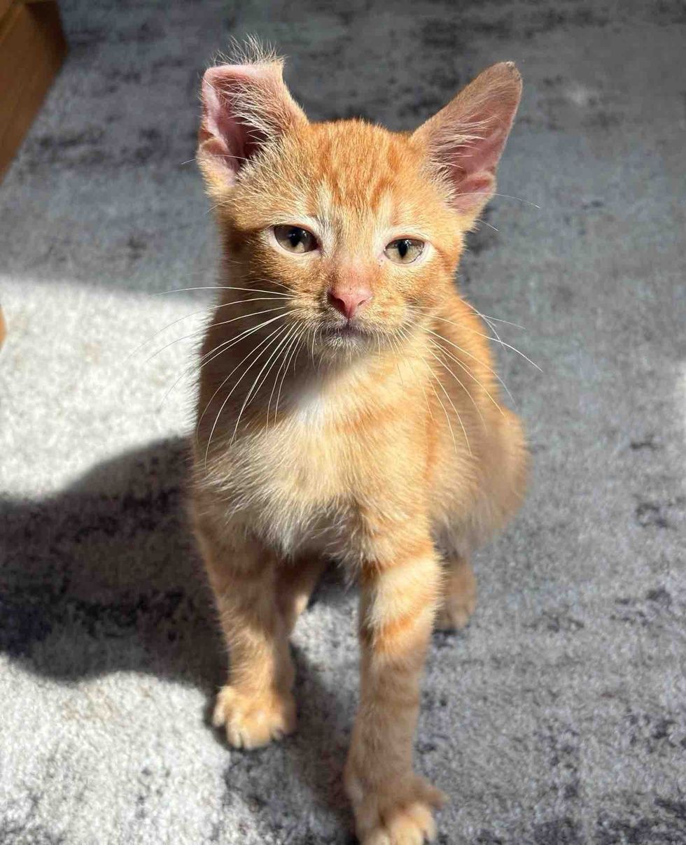 tabby kitten curled ear