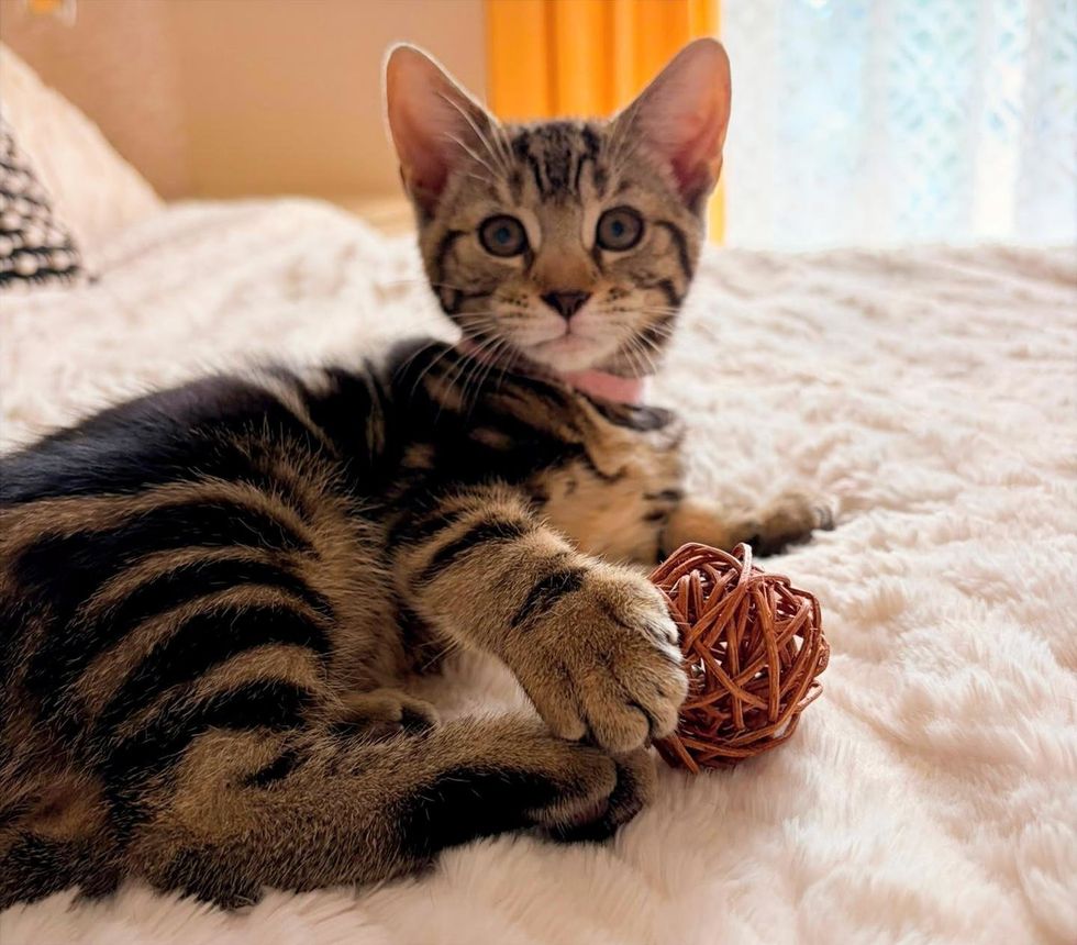 Tabby kitten curled up with a wicker toy on a plush bed