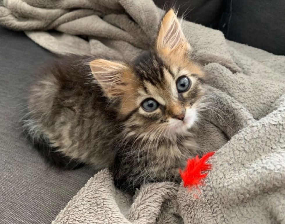 tabby kitten, cute cat