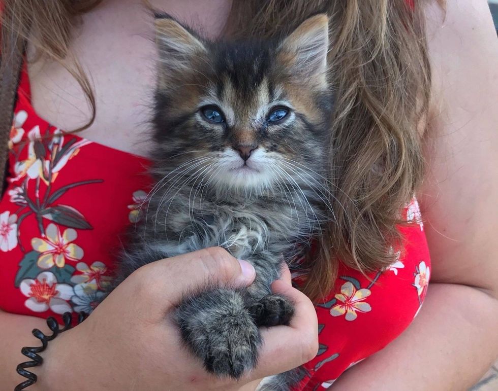 tabby, kitten, cute, cuddle