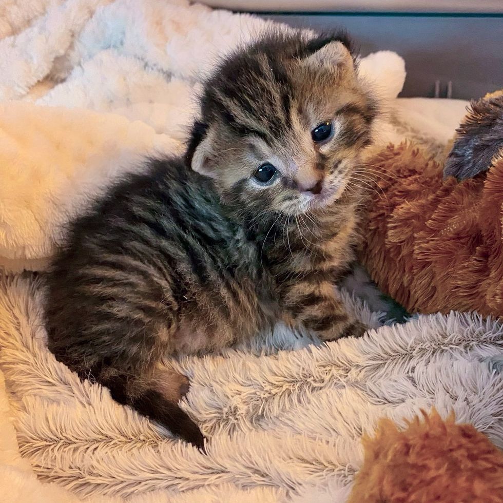 tabby kitten cute