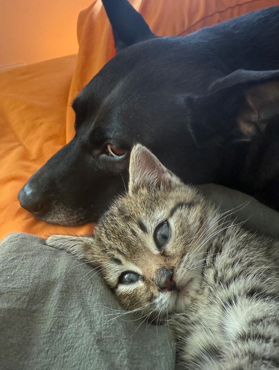 tabby kitten dog friends