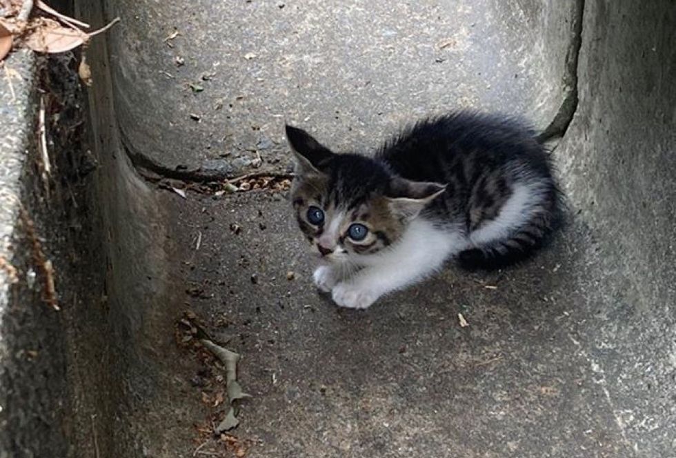 tabby kitten, drainage ditch, hiding