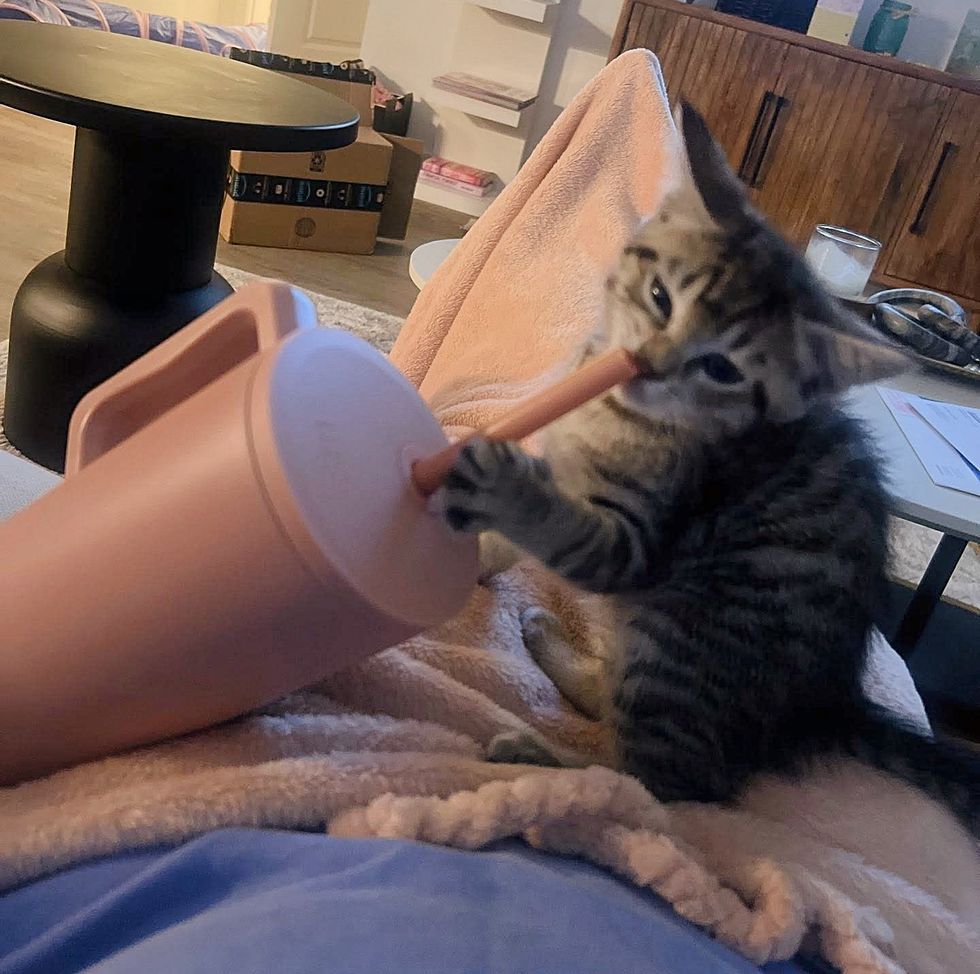 tabby kitten drinking cup