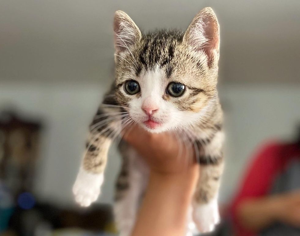 tabby kitten, dwarfism