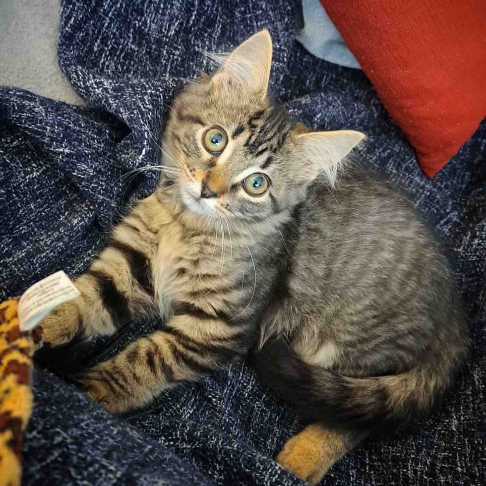 tabby kitten ear tufts