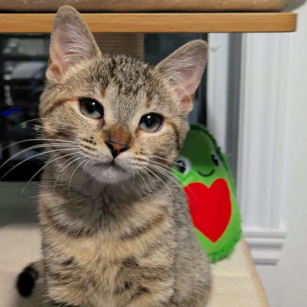 tabby kitten foster home