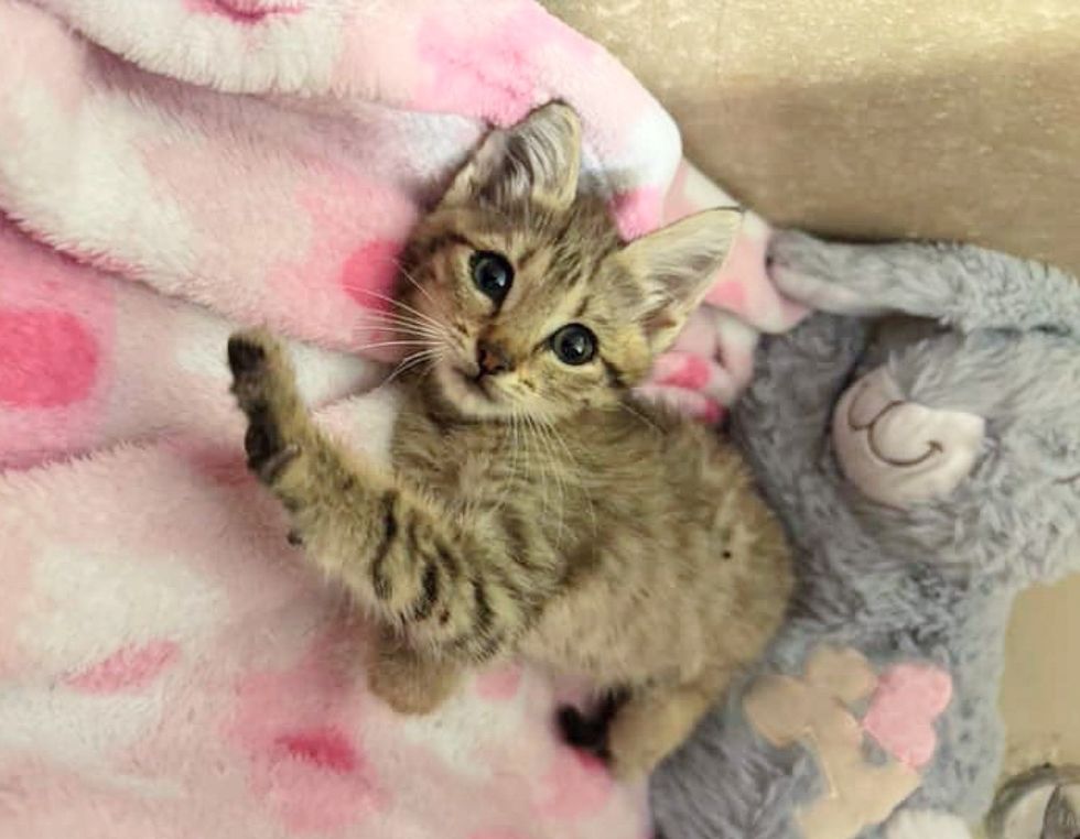tabby kitten happy paw