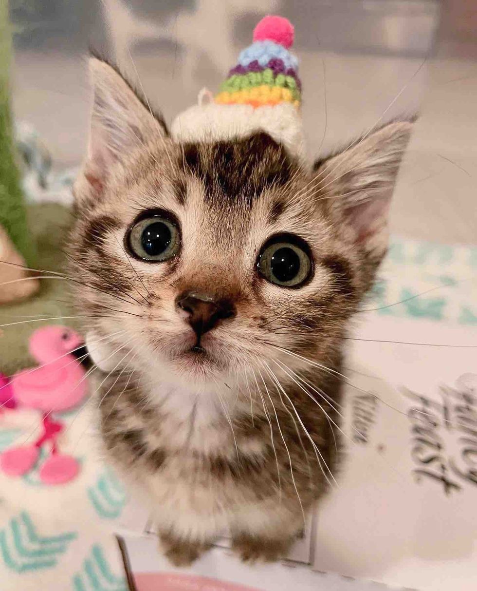 tabby kitten hat