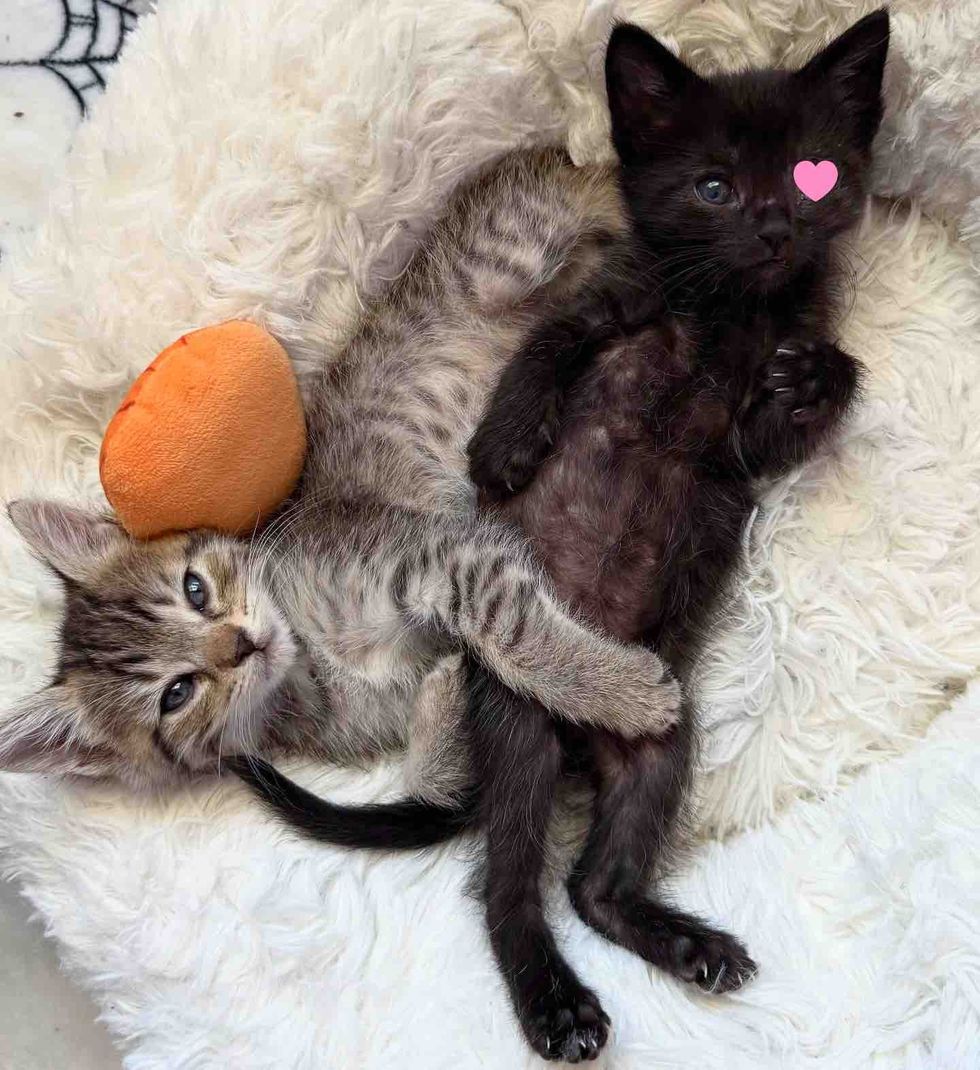 tabby kitten hugs house panther