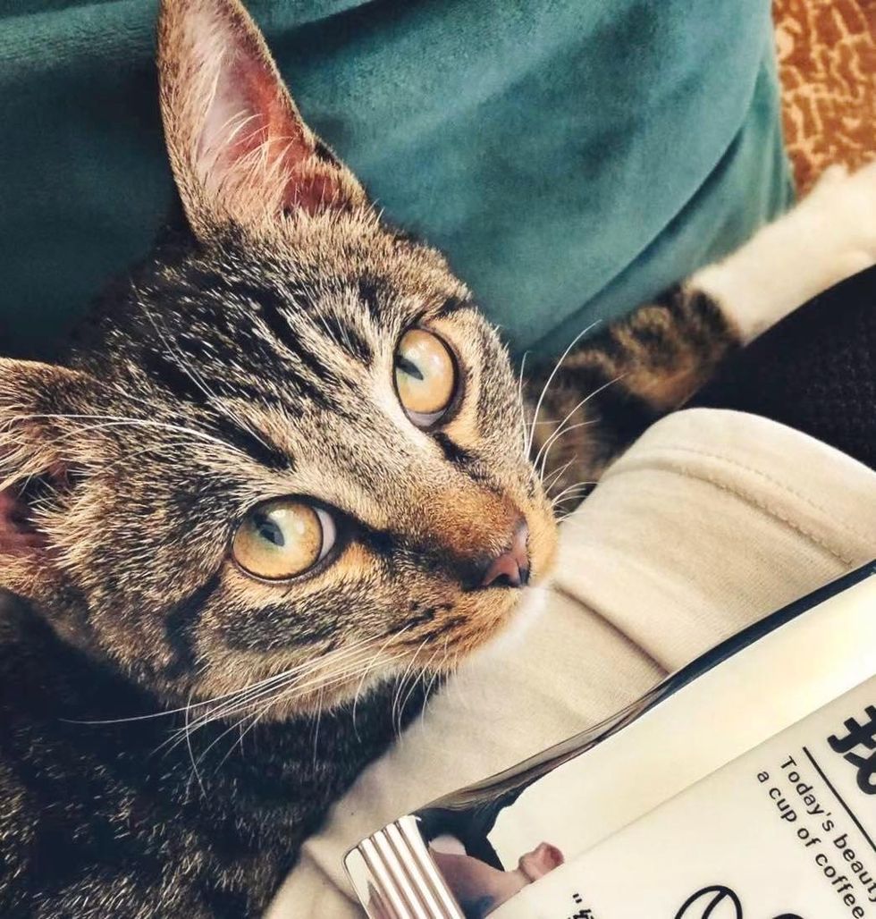 tabby kitten lap cat