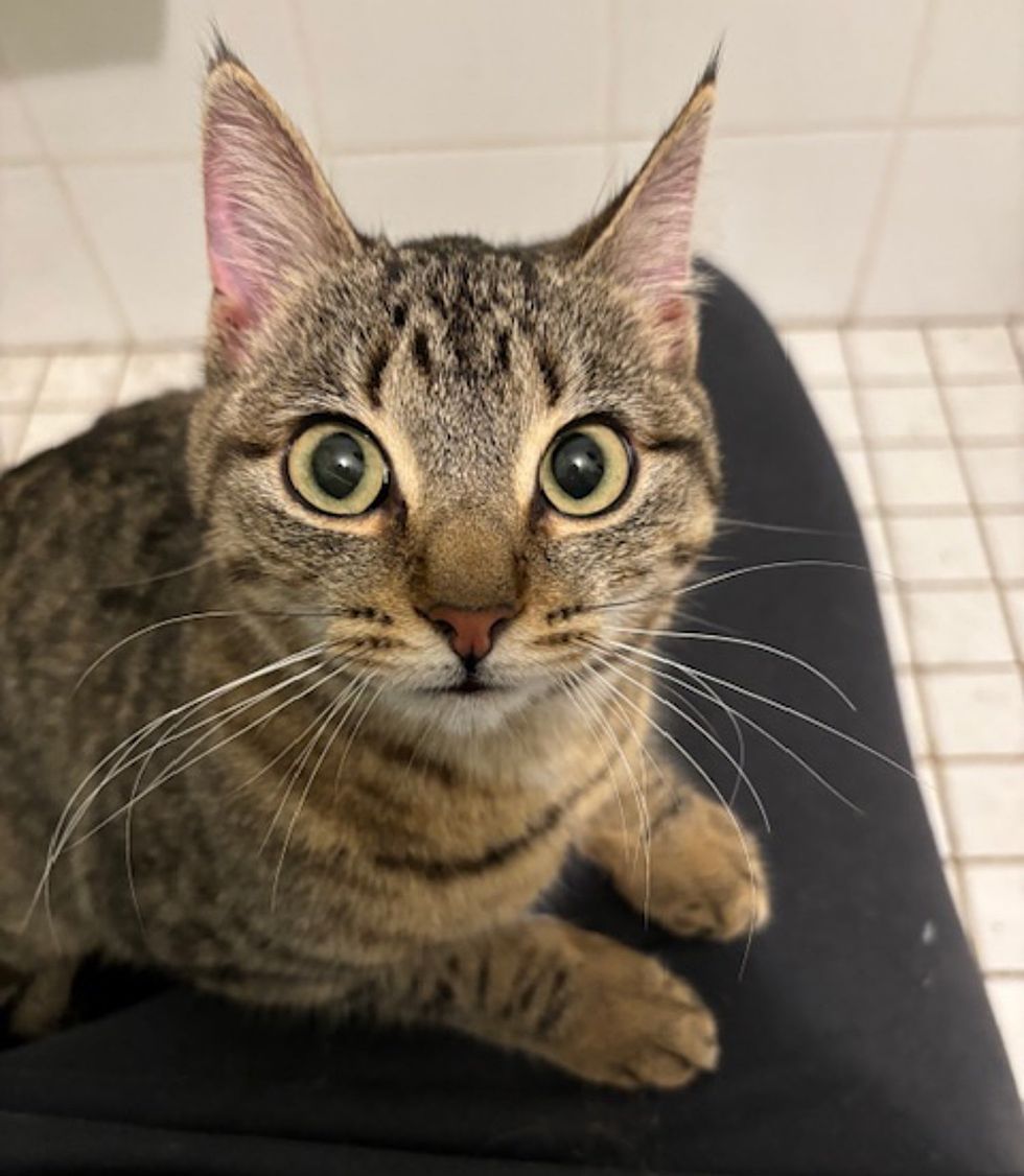 tabby kitten lap cat