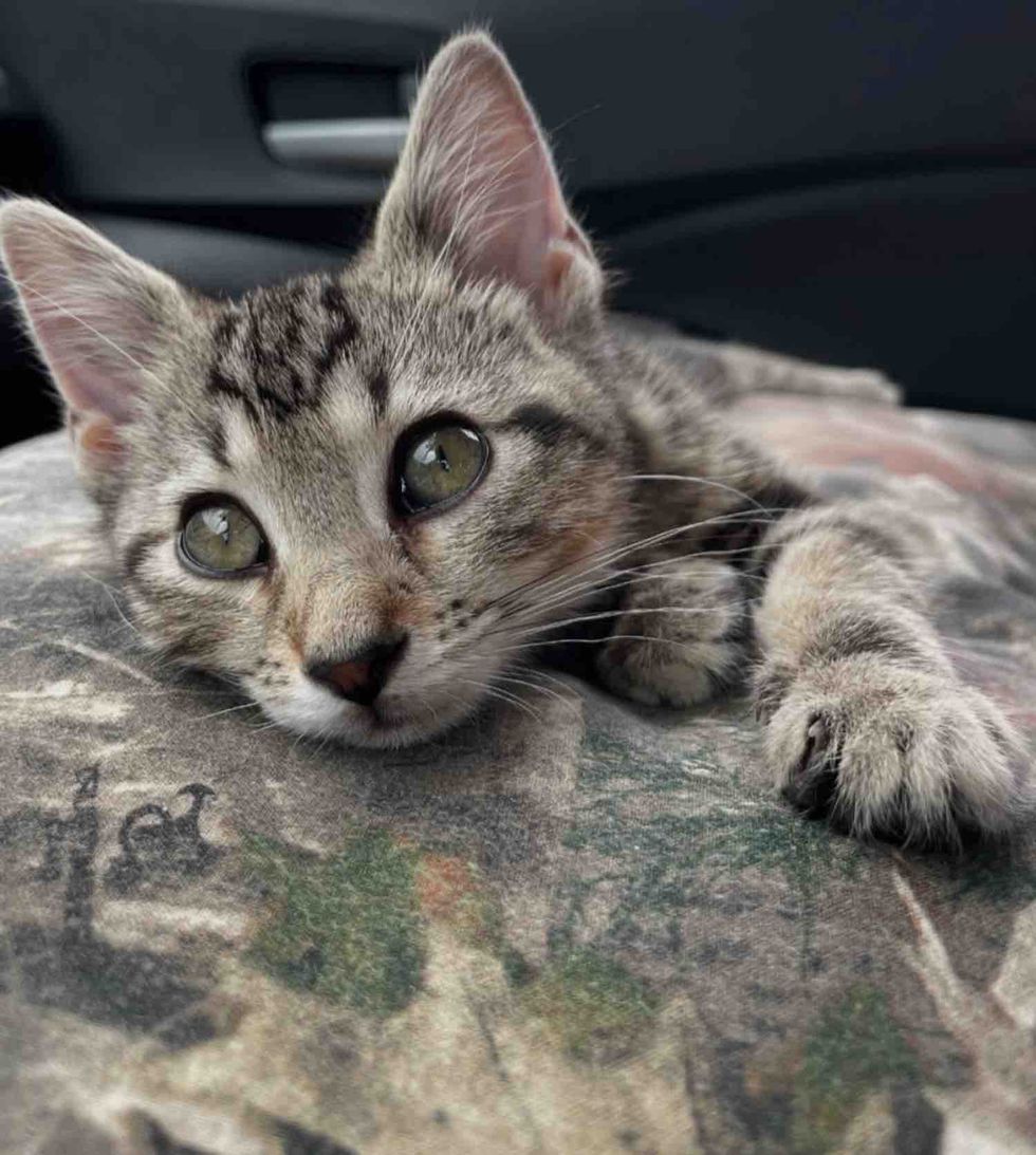 tabby kitten lap cat