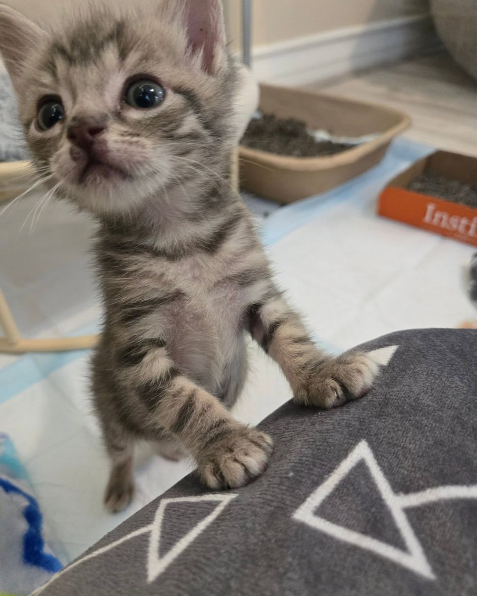 tabby kitten lap time