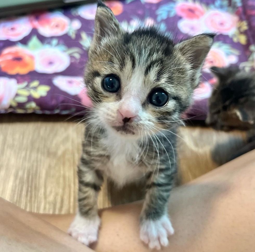 tabby kitten lap