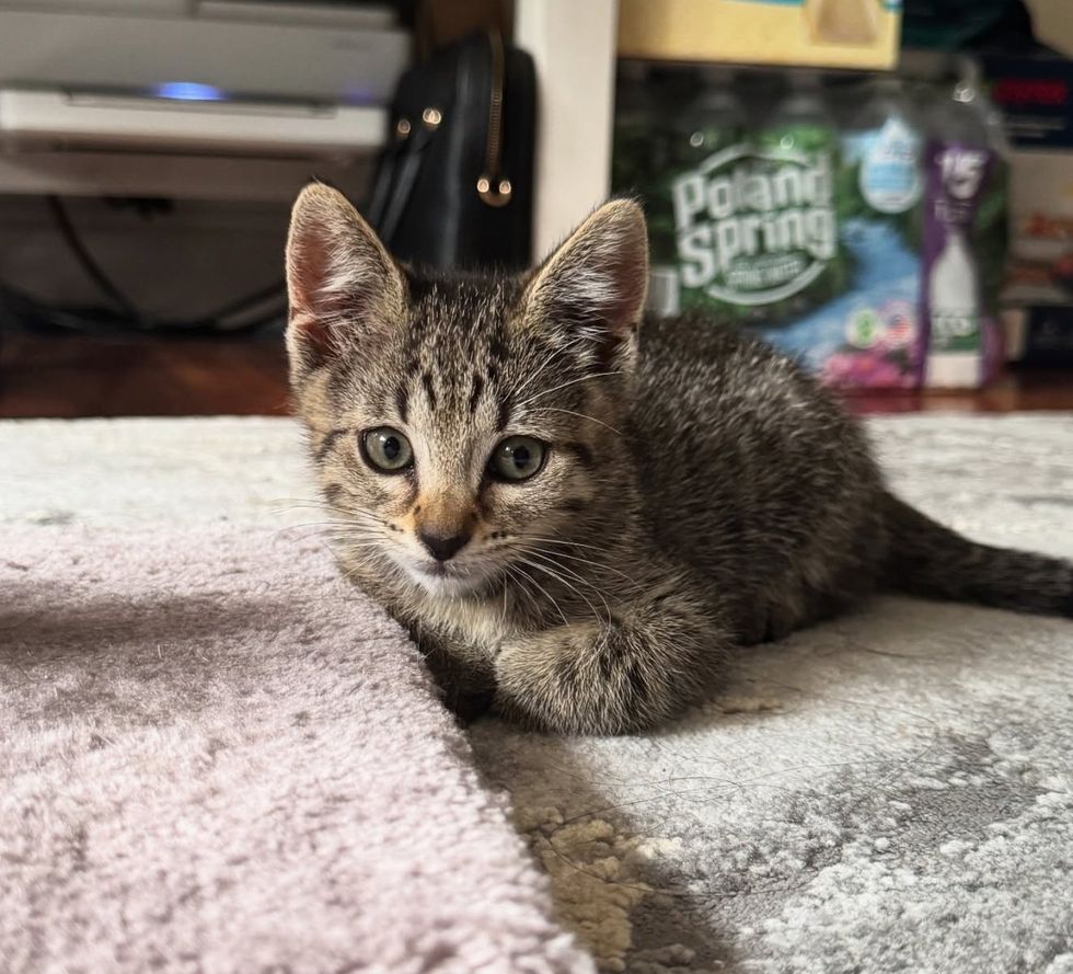 tabby kitten loafing