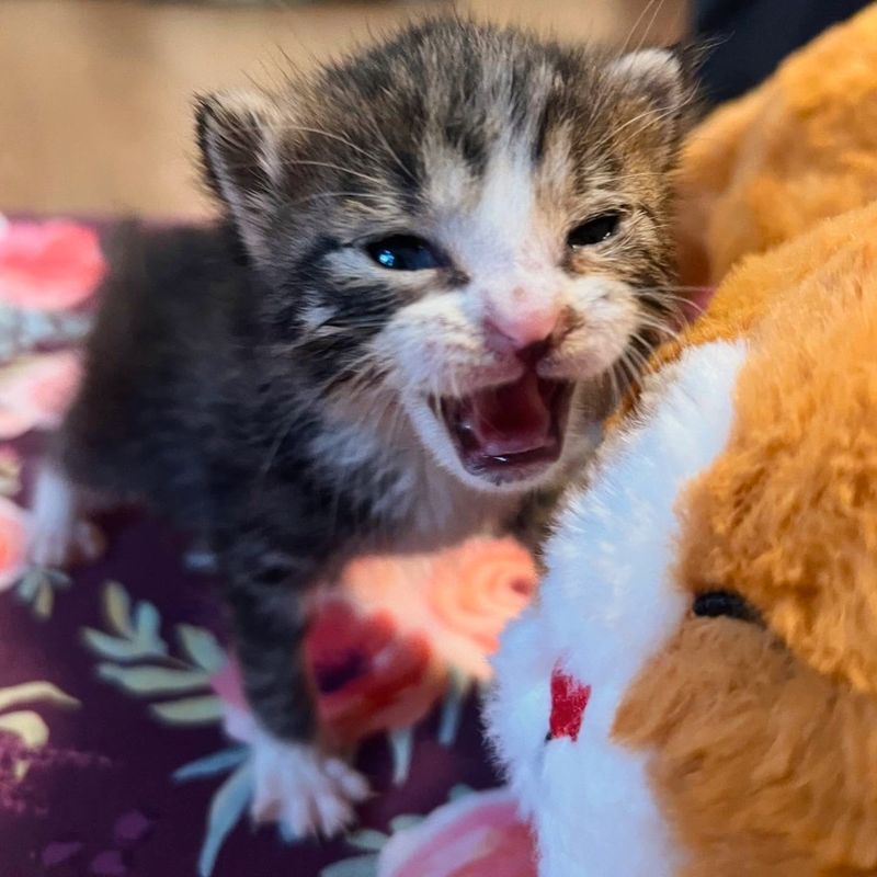 tabby kitten meowing