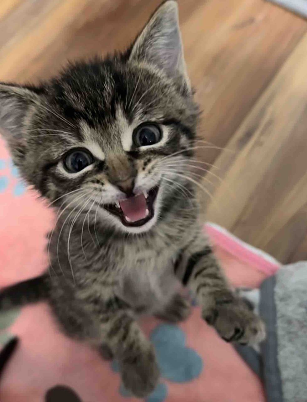 tabby kitten meowing