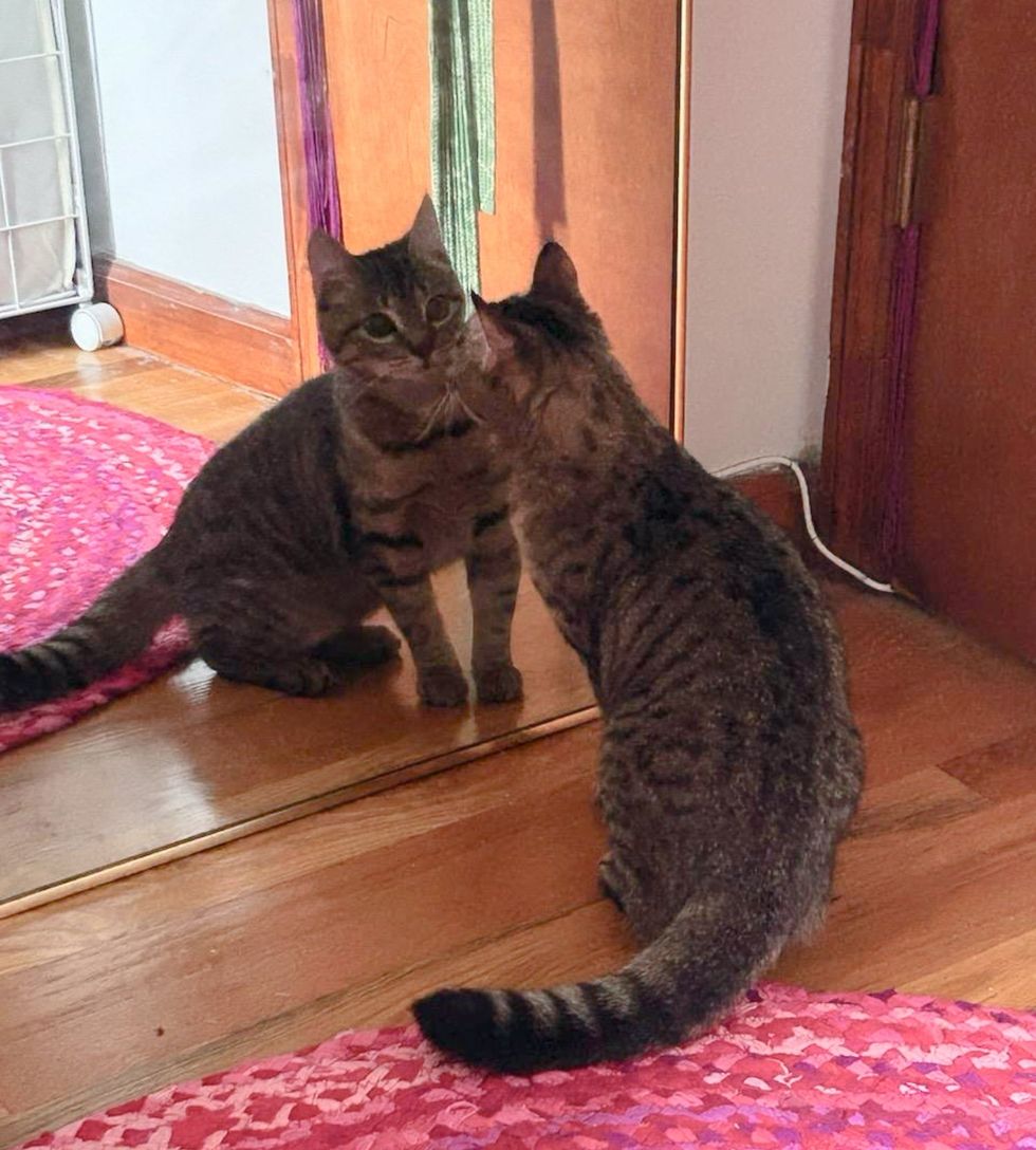 tabby kitten mirror