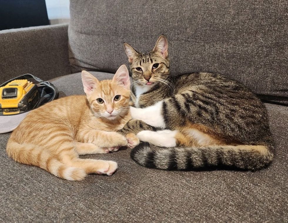 tabby kitten orange cat friends
