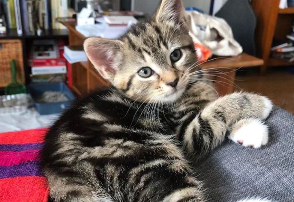 tabby kitten, paws, cute