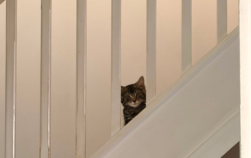 Tabby kitten peering through the white stair railings