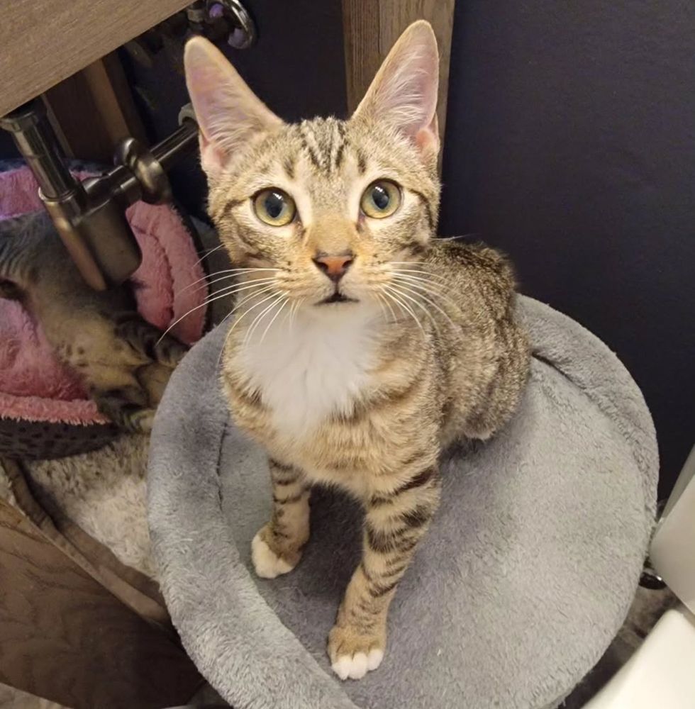 tabby kitten playful