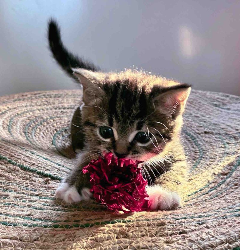 tabby kitten plays toy