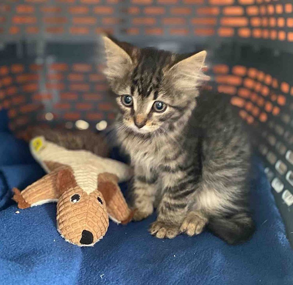tabby kitten plush friend