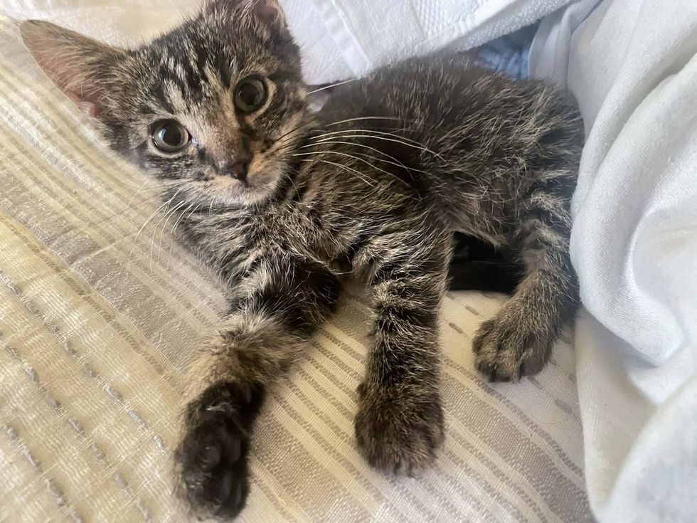 tabby kitten safe home