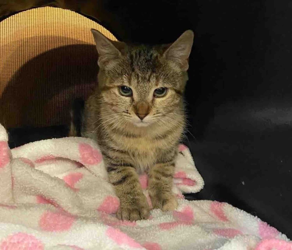 tabby kitten safe indoors