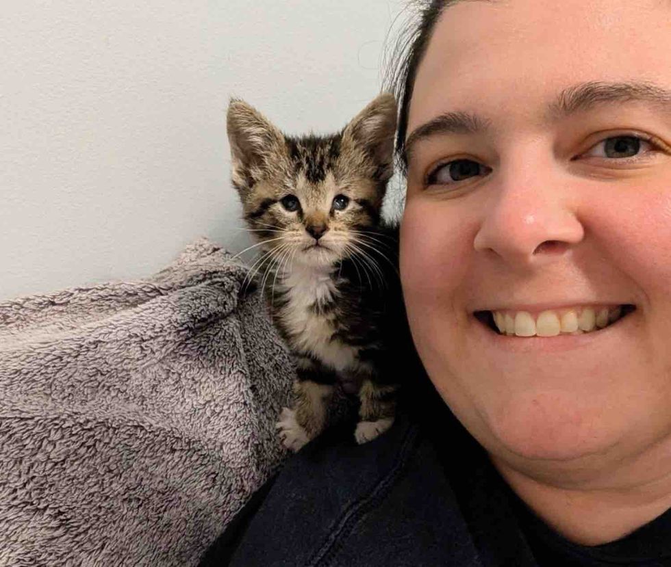 tabby kitten shoulder cat