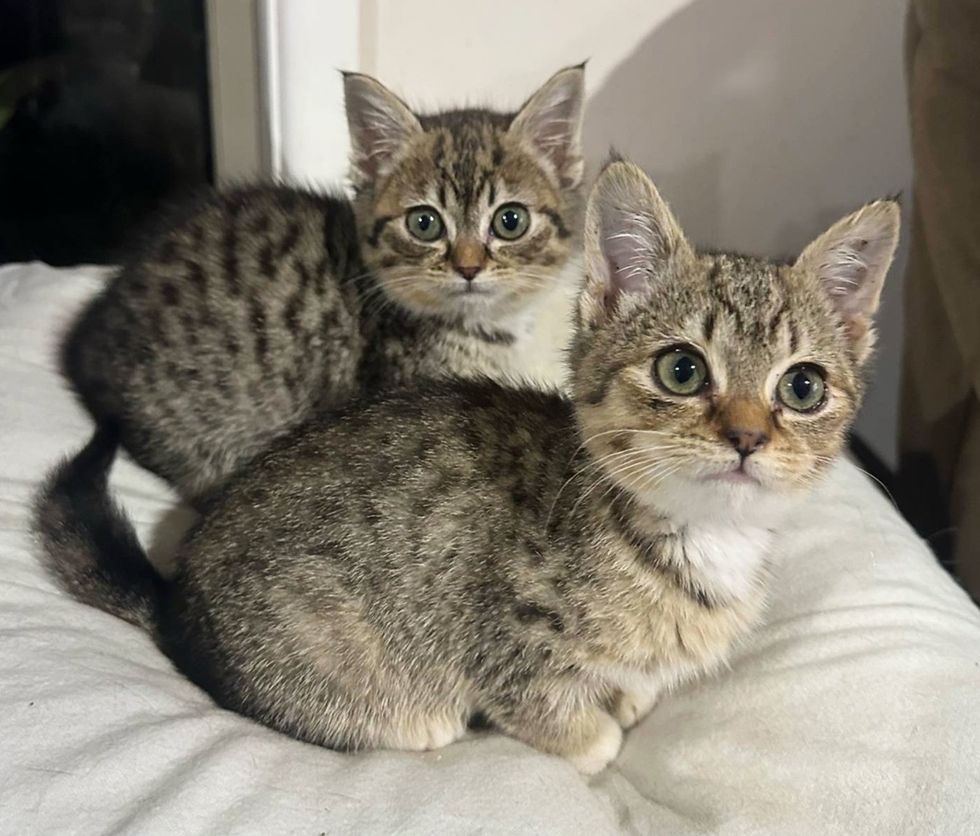 tabby kitten sisters