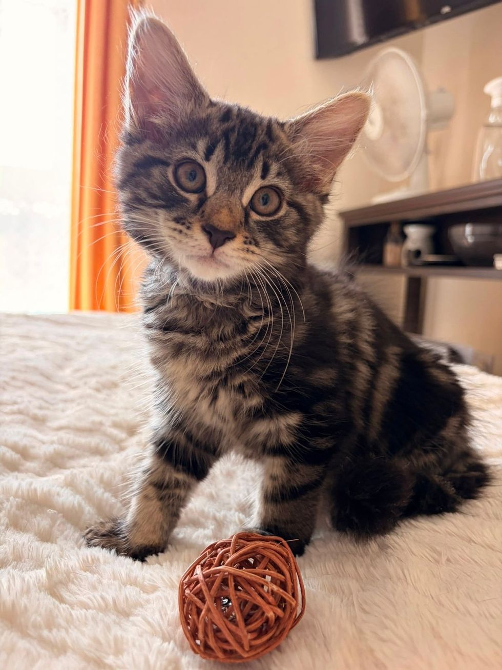 Tabby kitten sitting upright with a wicker ball toy on a white bed