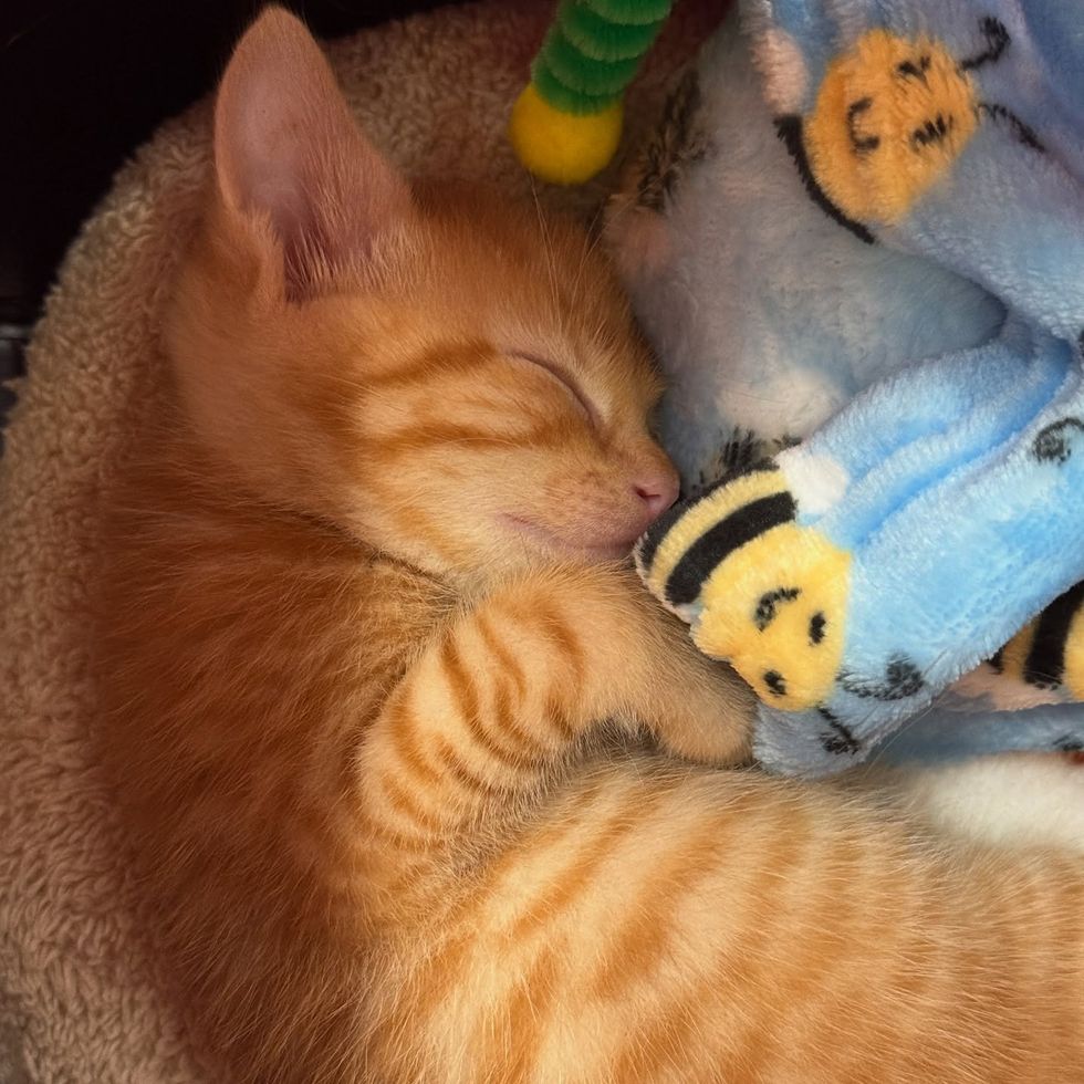 tabby kitten sleeping