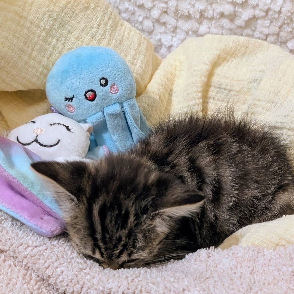 tabby kitten sleeping