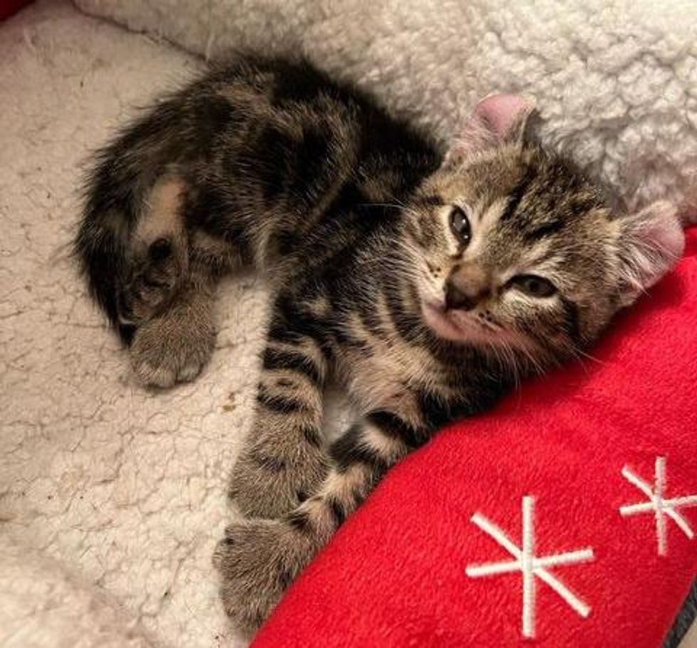 tabby kitten sleepy